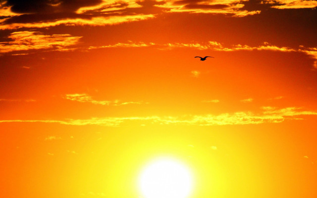 Bird sky sunset flying fire free wallpaper for desktop - medium preview image