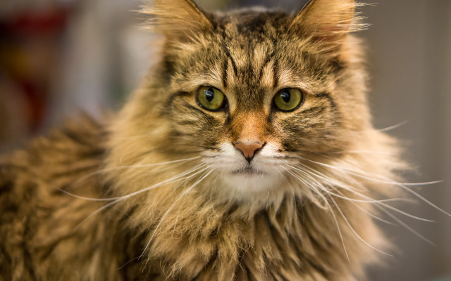 Cat green eyes serious table free wallpaper for desktop - medium preview image