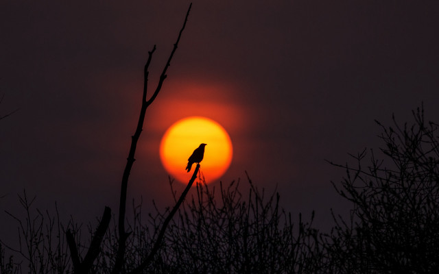 Bird sunset tree branch moon free wallpaper for desktop - medium preview image