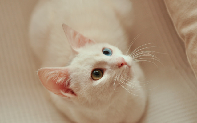 White kitten blue eyes curious free wallpaper for desktop - medium preview image