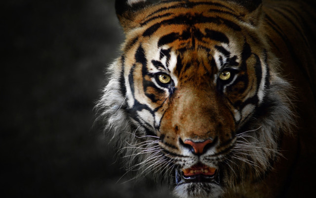 Tiger white stripe digital rendering free wallpaper for desktop - medium preview image
