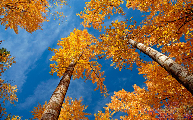Tall trees autumn leaves blue free wallpaper for desktop - medium preview image