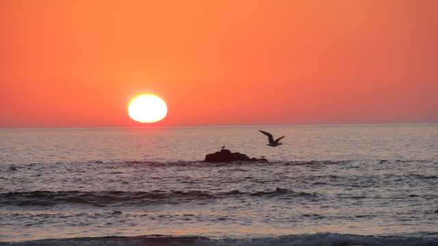 Bird sunset ocean mountain water free wallpaper for desktop - medium preview image
