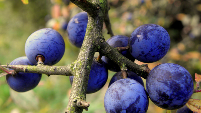 Blue berries macro massurrealism space free wallpaper for desktop - medium preview image
