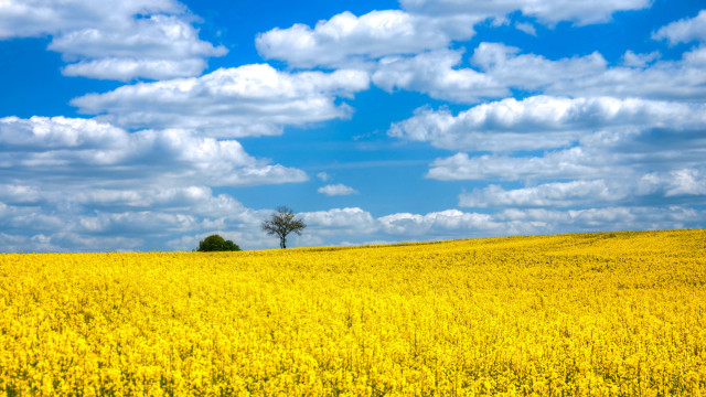 Yellow flowers lone tree blue #3 free wallpaper for desktop - medium preview image