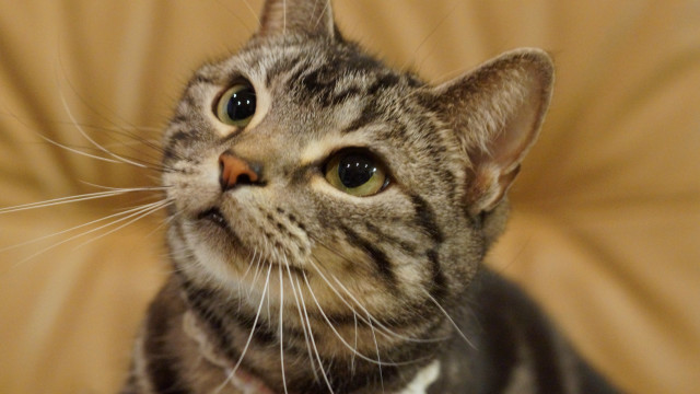 Curious cat tan background white free wallpaper for desktop - medium preview image