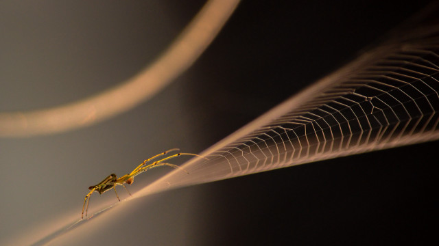 Yellow insect wire tail arabesque free wallpaper for desktop - medium preview image