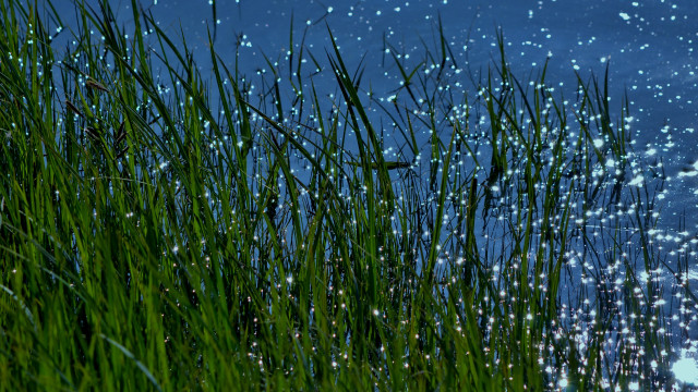 Grassy water bubbles blue sky free wallpaper for desktop - medium preview image