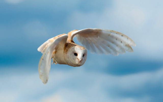 Barn owl flying blue sky free wallpaper for desktop - medium preview image