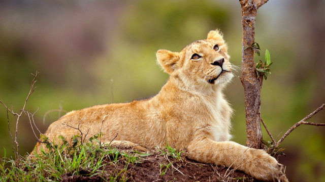 Lion cub sitting tree sky free wallpaper for desktop - medium preview image