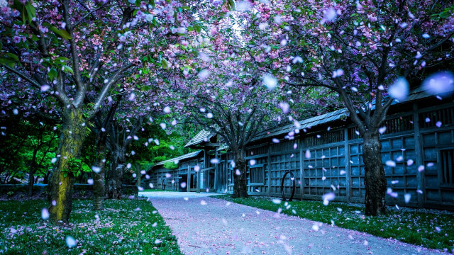 Walkway trees flowers rain building free wallpaper for desktop - medium preview image
