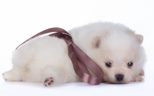 Small white dog tie white free wallpaper for desktop - medium preview image