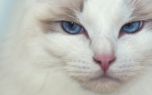 White cat blue eyes closeup free wallpaper for desktop - medium preview image