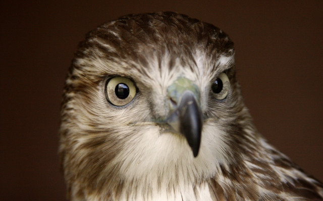 Bird white head neck black free wallpaper for desktop - medium preview image