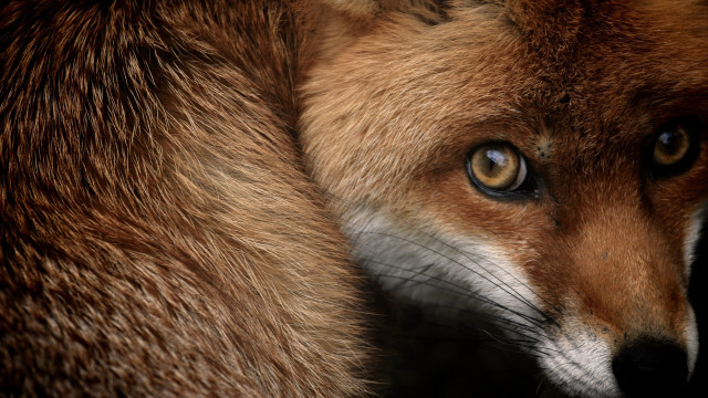 Fox blue eye closeup macro free wallpaper for desktop - medium preview image