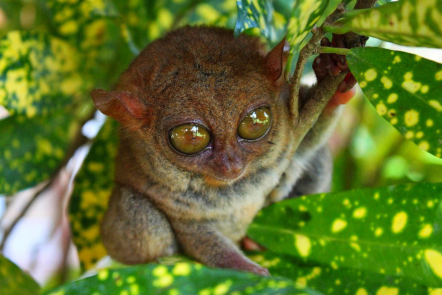 Small animal big eyes tree free wallpaper for desktop - medium preview image