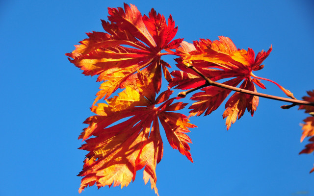 Autumn leaves blue sky puzzle free wallpaper for desktop - medium preview image