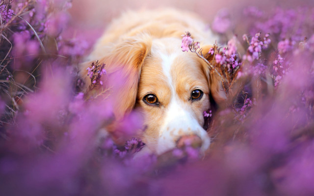 Dog purple flower field photorealistic free wallpaper for desktop - medium preview image