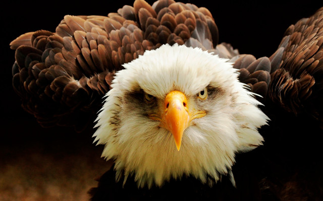 Bald eagle oversized realistic anger free wallpaper for desktop - medium preview image