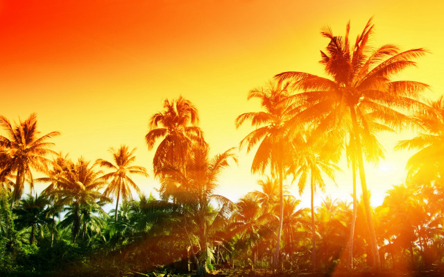 Sunset palm trees red yellow free wallpaper for desktop - medium preview image