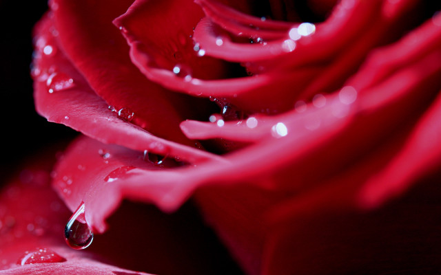 Red rose water droplets macro #2 free wallpaper for desktop - medium preview image