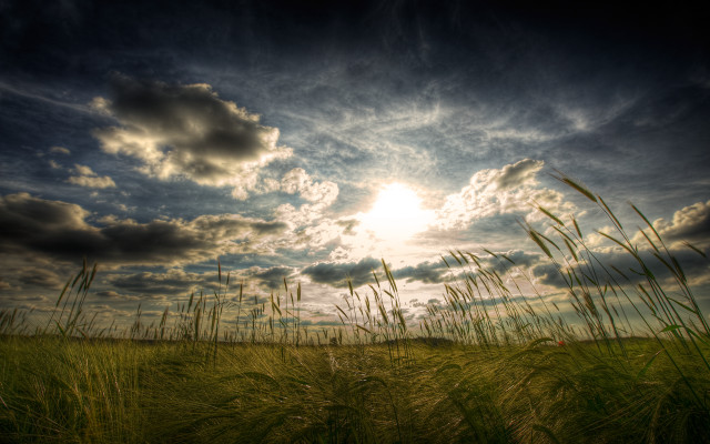 Field sunset horizon clouds grass free wallpaper for desktop - medium preview image