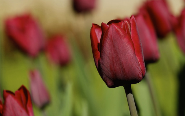 Red flower bokeh shallow depth free wallpaper for desktop - medium preview image