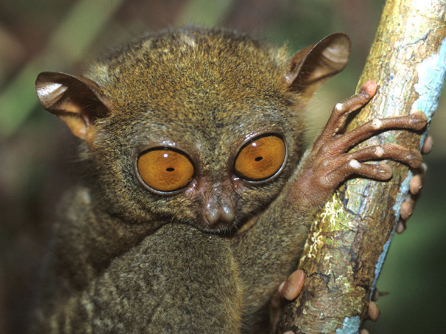 Small brown animal big eyes #2 free wallpaper for desktop - medium preview image