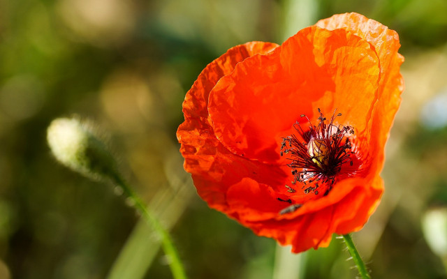 Flower bokeh macro sunset blurry free wallpaper for desktop - medium preview image
