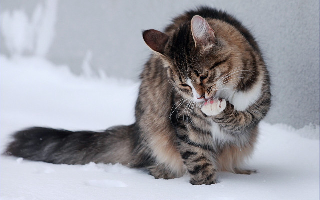 Cat playing snow tongue gray free wallpaper for desktop - medium preview image