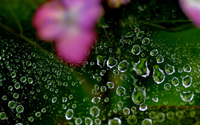 Water droplets leaf flower blurry free wallpaper for desktop - medium preview image