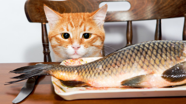 Cat fish plate table ecological free wallpaper for desktop - medium preview image