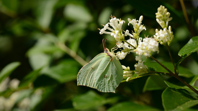 Green butterfly white flower forest free wallpaper for desktop - medium preview image