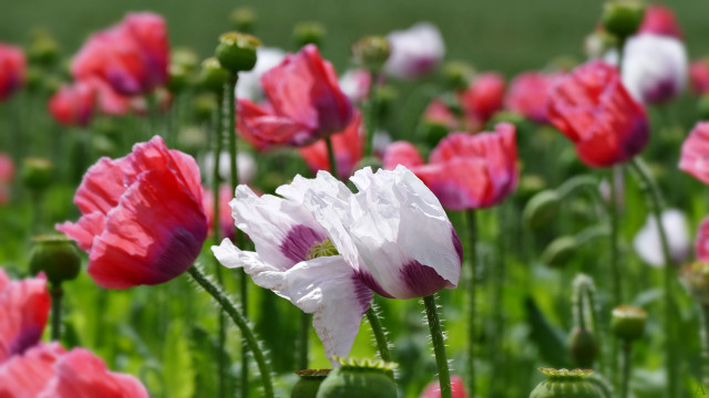 Pink flowers bokeh blurry impressionist free wallpaper for desktop - medium preview image