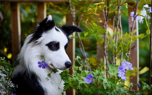 Black white dog flowers garden free wallpaper for desktop - medium preview image