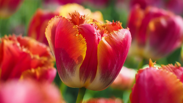 Red yellow tulip field blurry free wallpaper for desktop - medium preview image