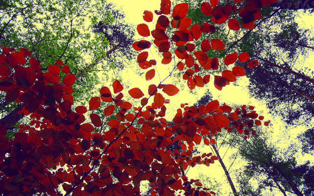 Red tree autumn leaves nature free wallpaper for desktop - medium preview image