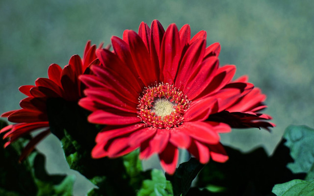 Red flower green leaves blurry #6 free wallpaper for desktop - medium preview image