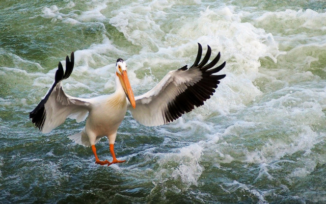 Large bird water wings spread free wallpaper for desktop - medium preview image
