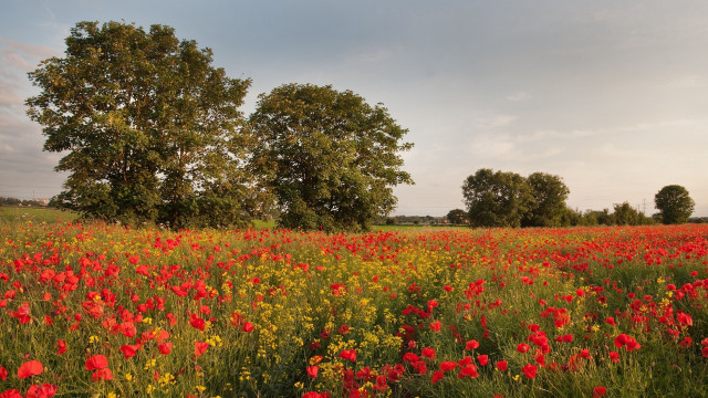 Flower field autumn trees clouds free wallpaper for desktop - medium preview image