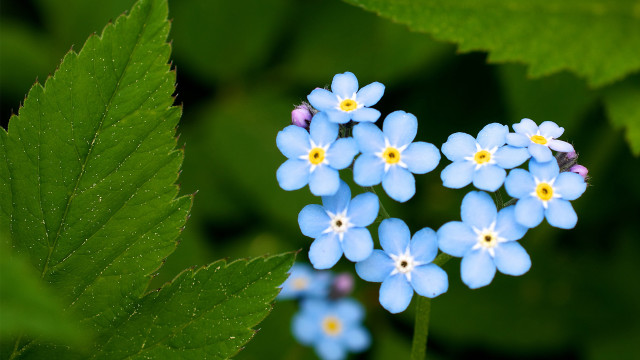 Blue flower field starry night free wallpaper for desktop - medium preview image