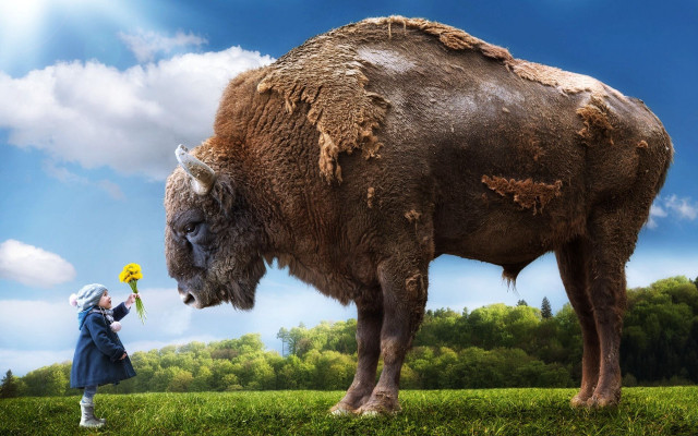 Woman buffalo green field ecological free wallpaper for desktop - medium preview image