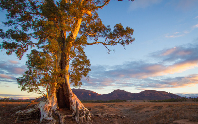Large tree australian forest sunset free wallpaper for desktop - medium preview image