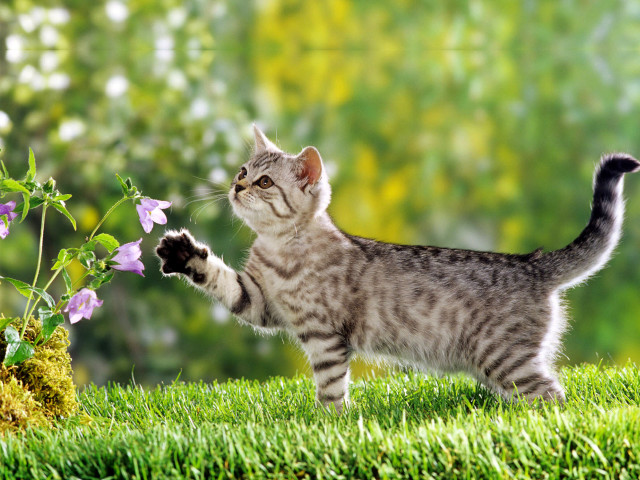 Cat standing hind legs grass free wallpaper for desktop - medium preview image