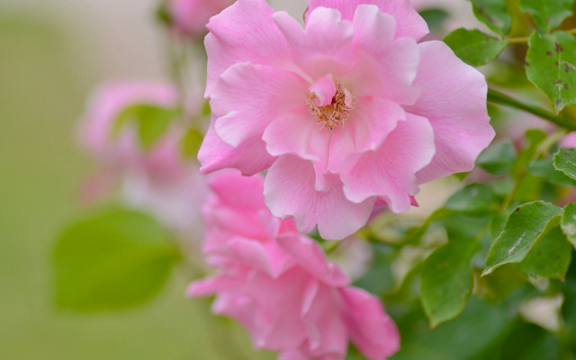 Pink flower green leaves bokeh #3 free wallpaper for desktop - medium preview image