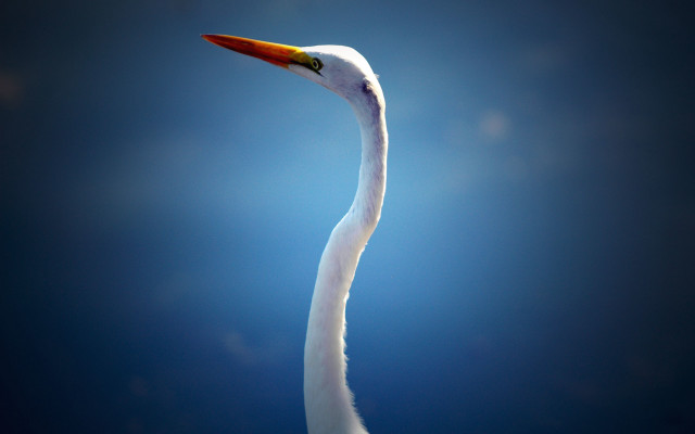 White bird long neck macro free wallpaper for desktop - medium preview image