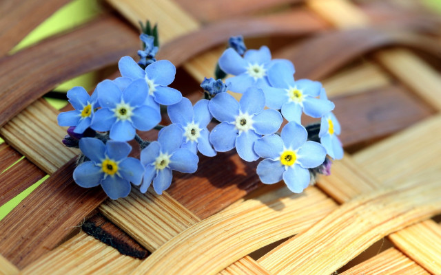 Blue flowers basket strawberries wooden free wallpaper for desktop - medium preview image