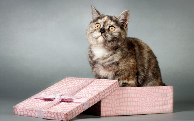 Cat pink box bow gray free wallpaper for desktop - medium preview image