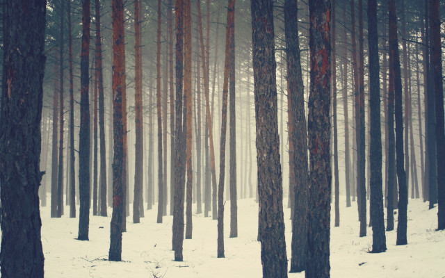 Snowy forest trees red trunks free wallpaper for desktop - medium preview image