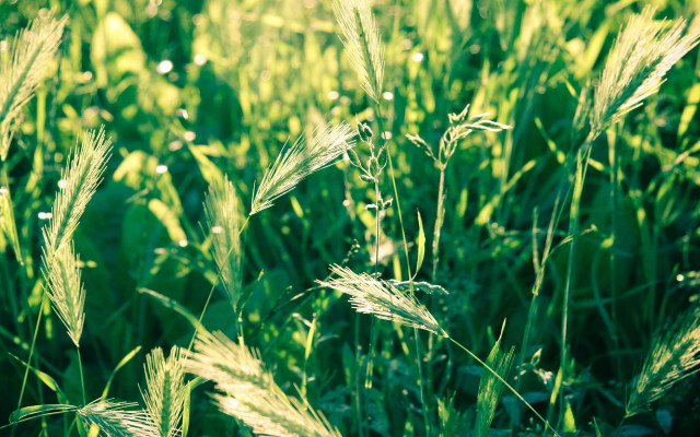 Green grass field with white free wallpaper for desktop - medium preview image